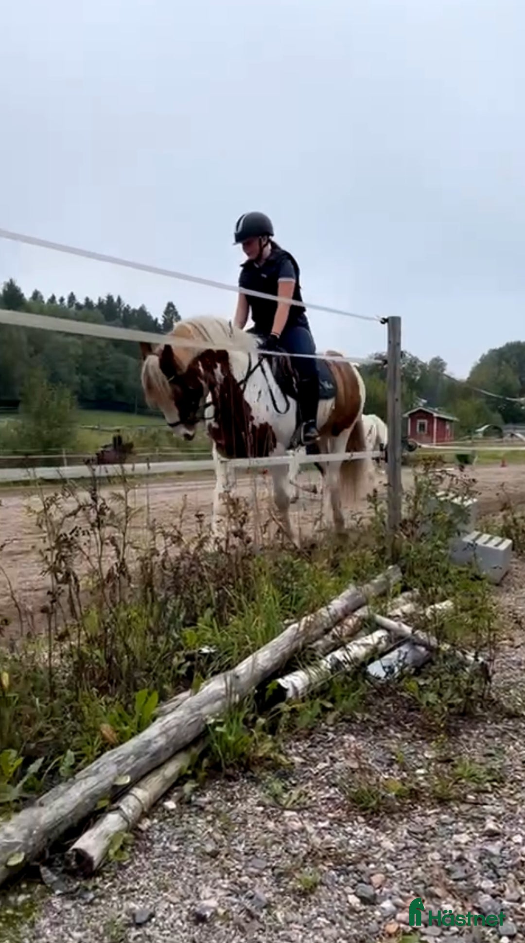 Allround hästar sökes: Foderhäst !sökes! - Annons 3