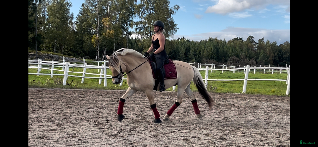  hästjobb finnes: Söker hästjobb i Enköping - Annons 1