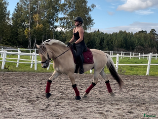 hästjobb Söker hästjobb i Enköping - Annons 15