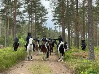 hästar Foderhästar/ponnys sökes - Annons 1