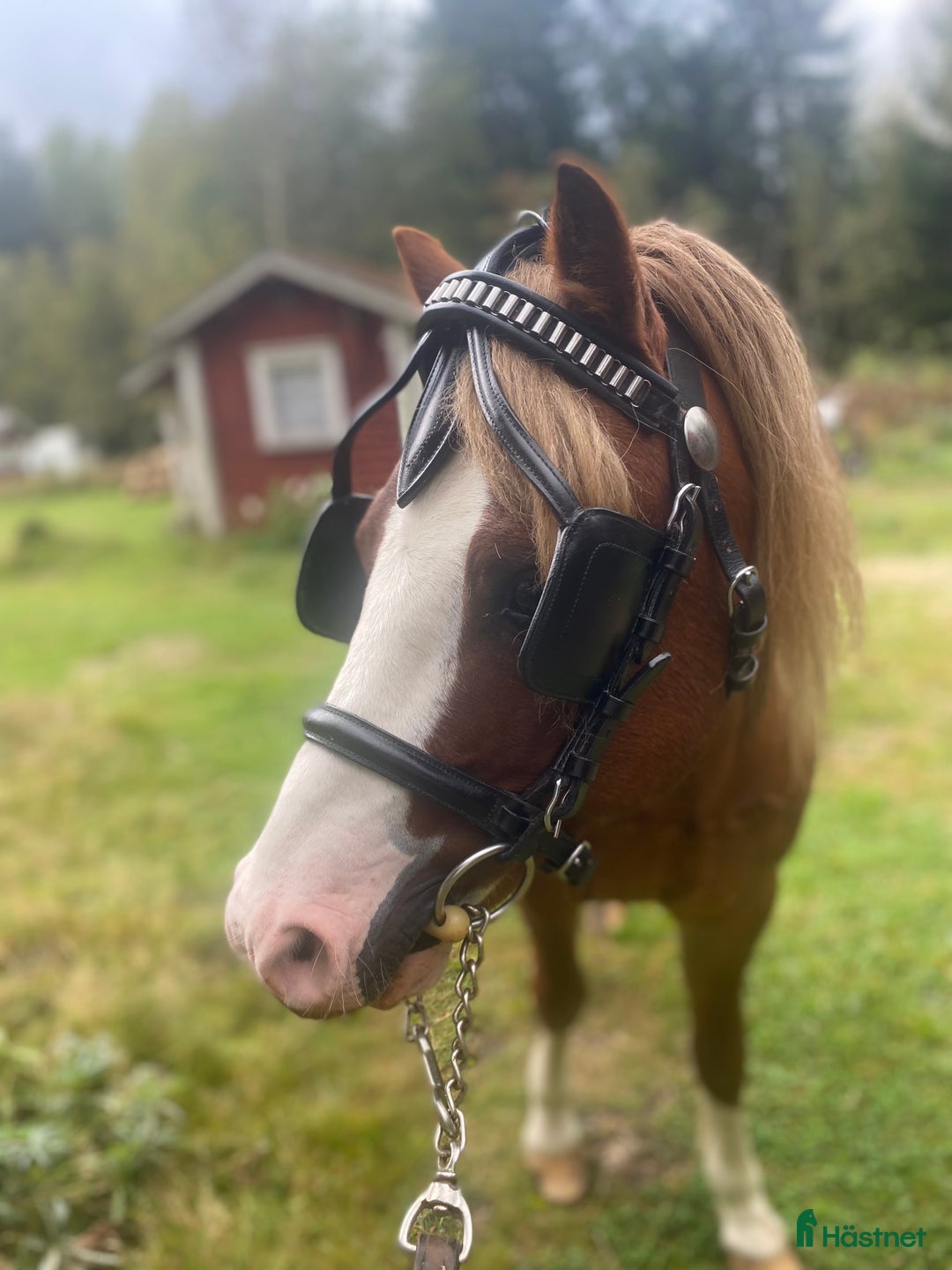 Träns hästutrustning till salu: Körträns i nyskick  i Limmared - Annons 2