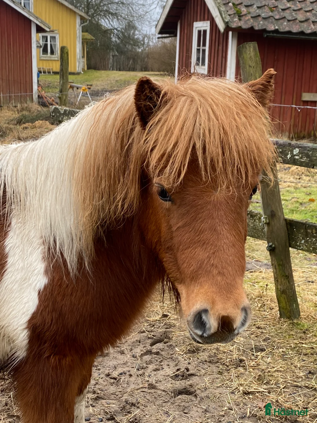 Allround hästar till salu: Fint 1 års sto - Annons 4