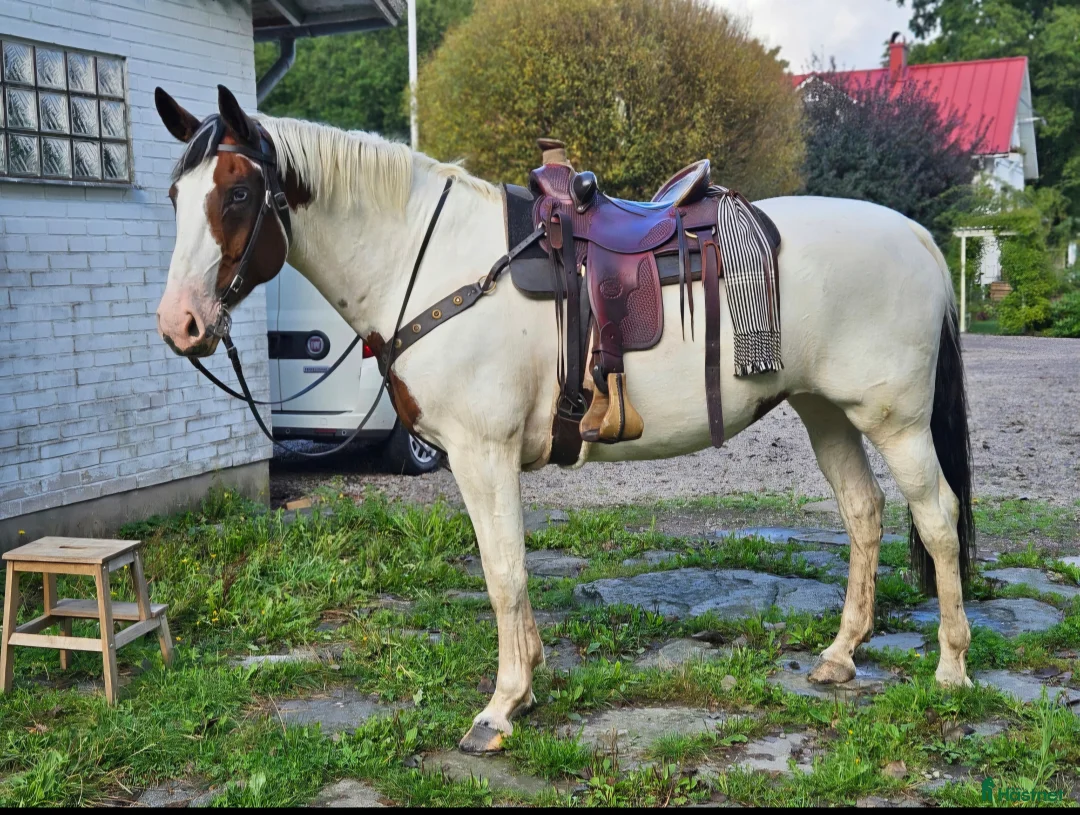 Allround hästar till salu: Vackert sto  - Annons 3