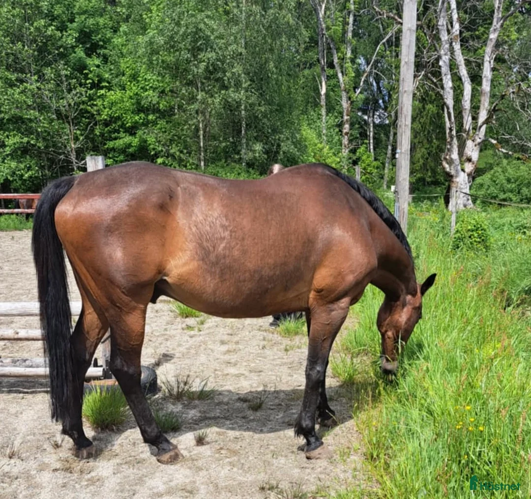Allround hästar till salu: Trevlig Swb Valack  i Jönköping - Annons 7