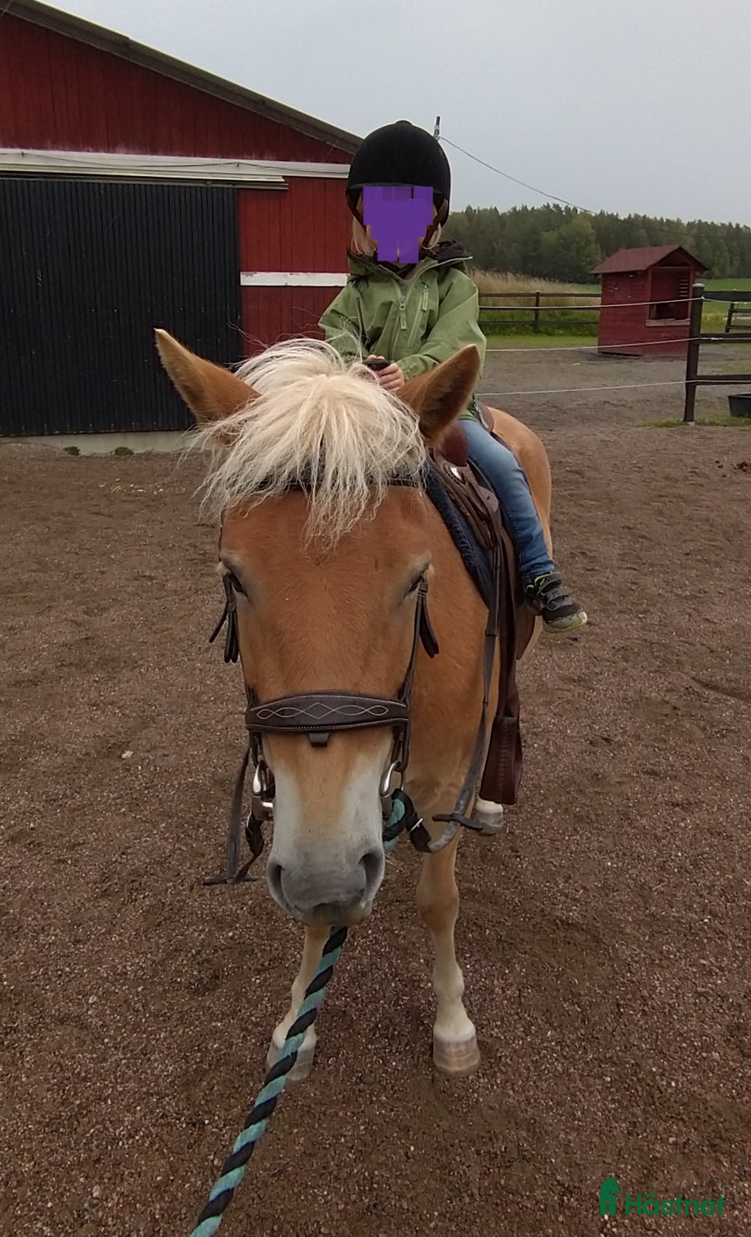 Allround hästar till salu: Trevligt russto säljes i Enköping - Annons 3