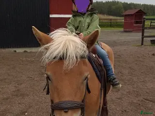 hästar Trevligt russto säljes - Annons 14