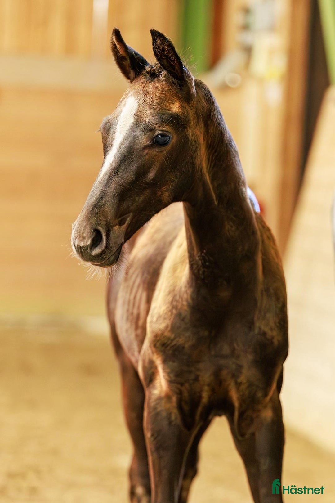 Dressyr hästar till salu: ✨Fantastisk fint hingstföl - leveransklar ✨ i Julita - Annons 1
