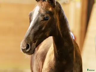 hästar ✨Fantastisk fint hingstföl - leveransklar ✨ - Annons 2