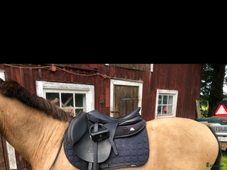 Sadlar hästutrustning till salu: Bates momentum sadel i Örebro - Annons 6