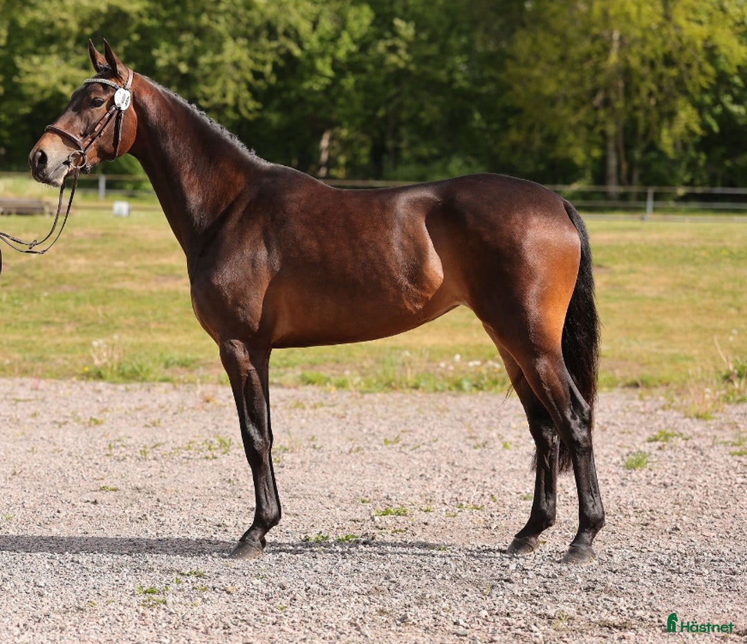 Allround hästar till salu: Trevligt allround sto för framtiden 🐴 i Skövde - Annons 4