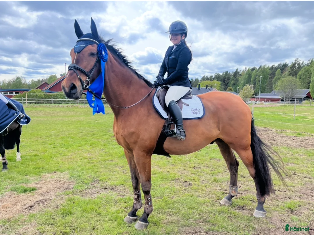 Hoppning hästar till salu: SWB valack - Annons 2