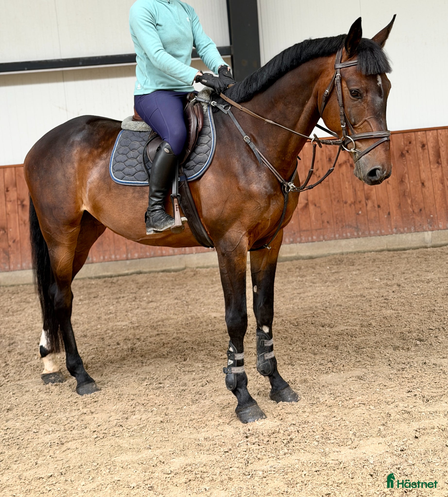  hästar Gorgeous gelding with good mind! - Annons 1