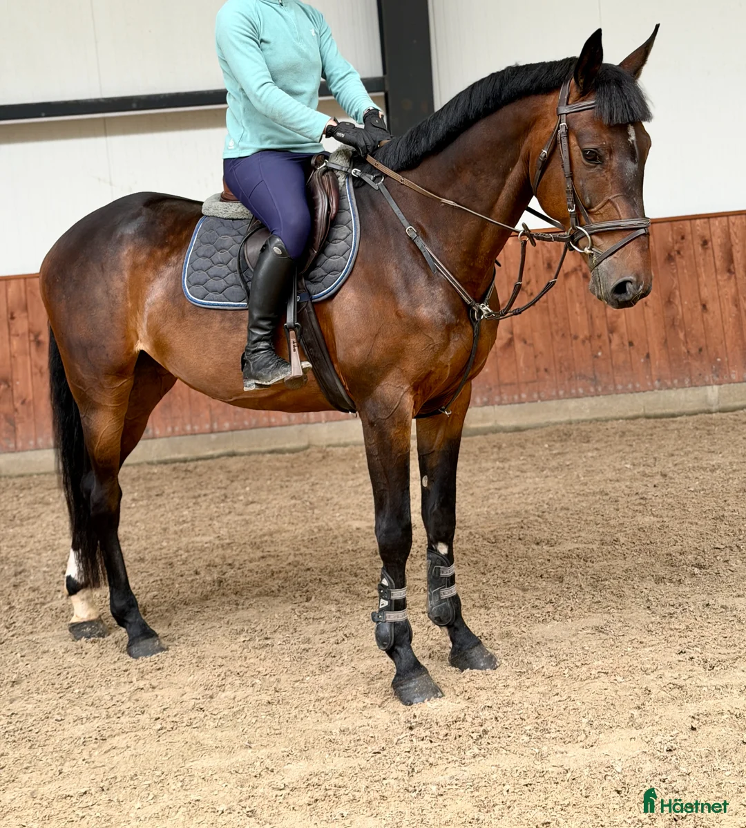 Allround hästar till salu: Gorgeous gelding with good mind! - Annons 1