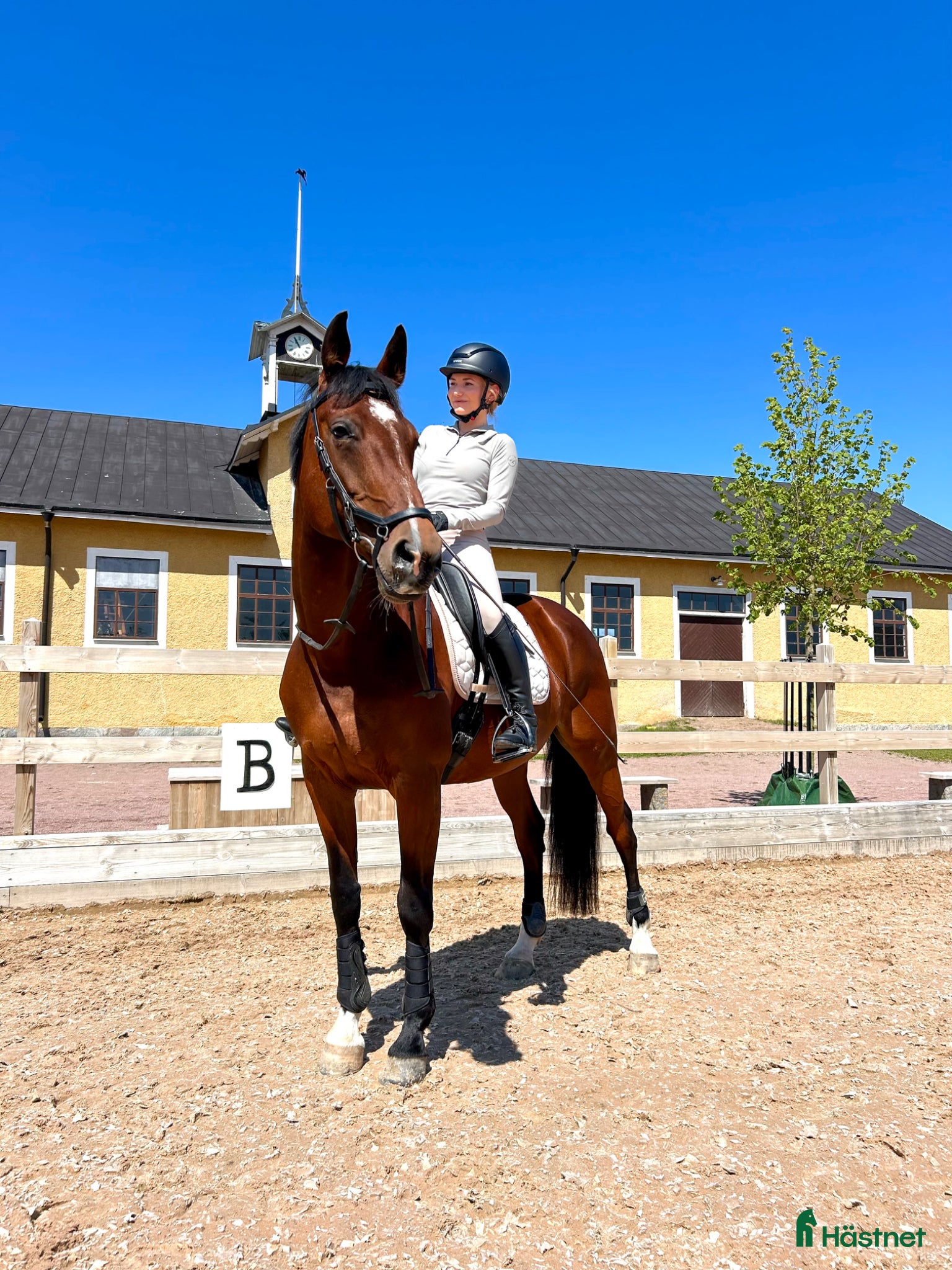  hästar Fin allroundhäst letar nytt hem - Annons 2