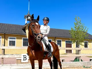 hästar Fin allroundhäst letar nytt hem - Annons 2