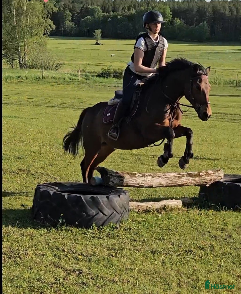  hästar Foder häst sökes - Annons 10