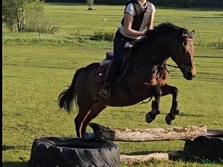 hästar Foder häst sökes i Stallarholmen - Annons 8