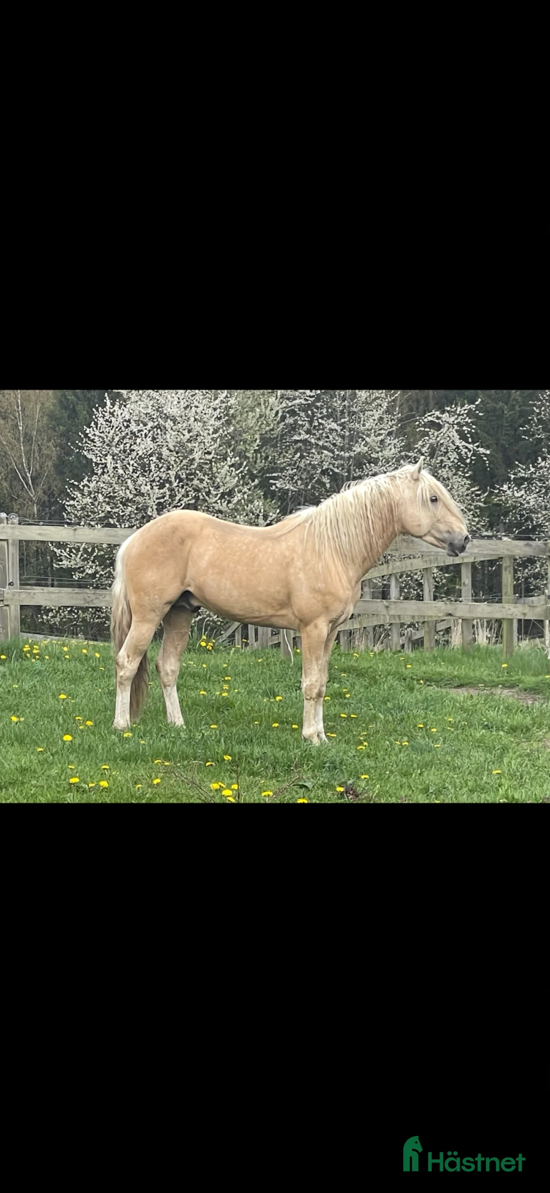 Working Equitation hästar till salu: Andrade Lusitano Perla - Annons 2