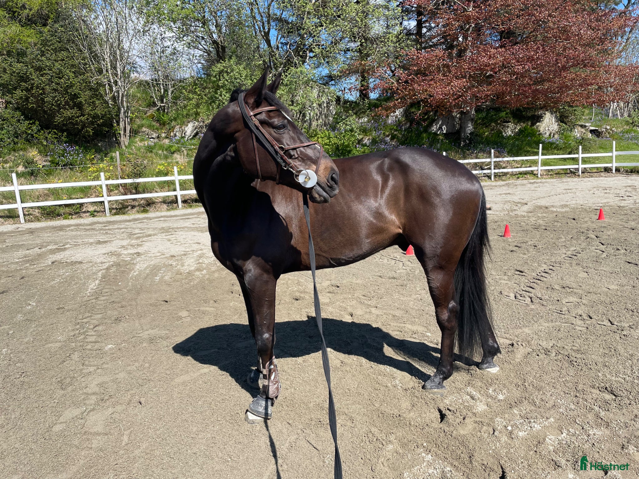  hästar Fin hopphäst med stort potensial  - Annons 5