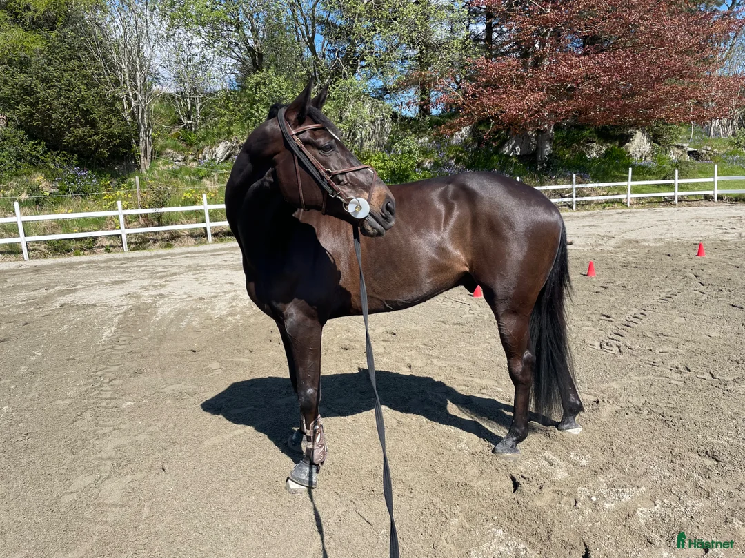 Hoppning hästar till salu: Fin hopphäst med stort potensial  - Annons 1