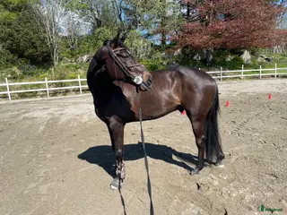 hästar Fin hopphäst med stort potensial - Annons 5