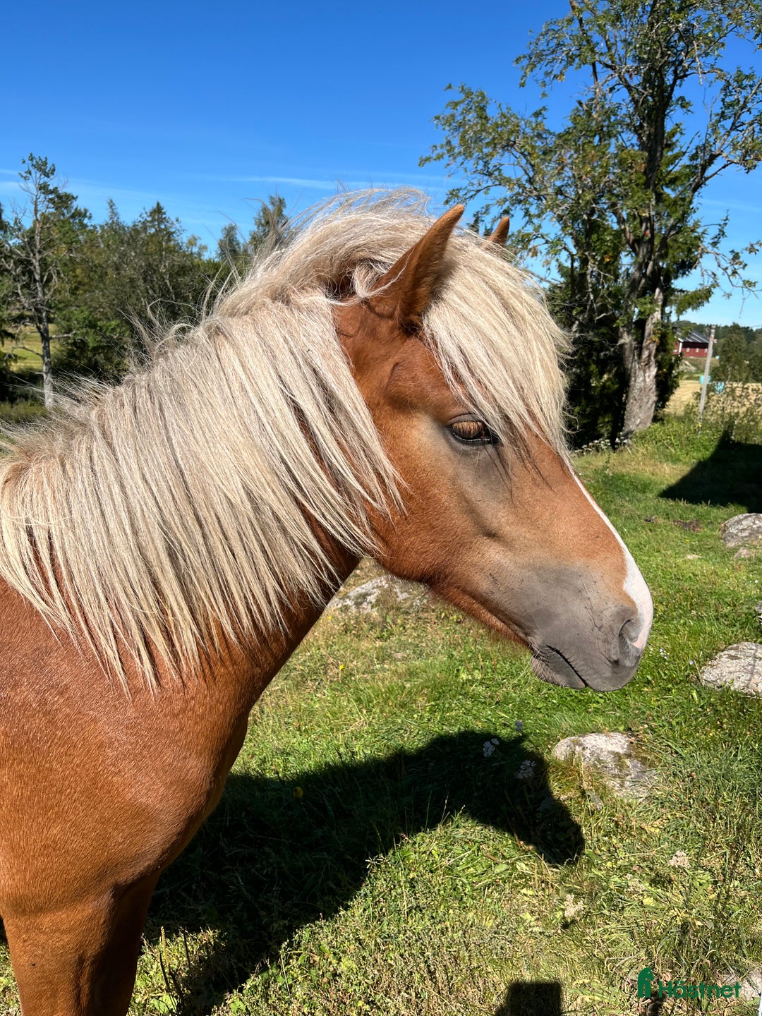Island hästar till salu: Snäll charmig och snygg hingst i Nässjö - Annons 2