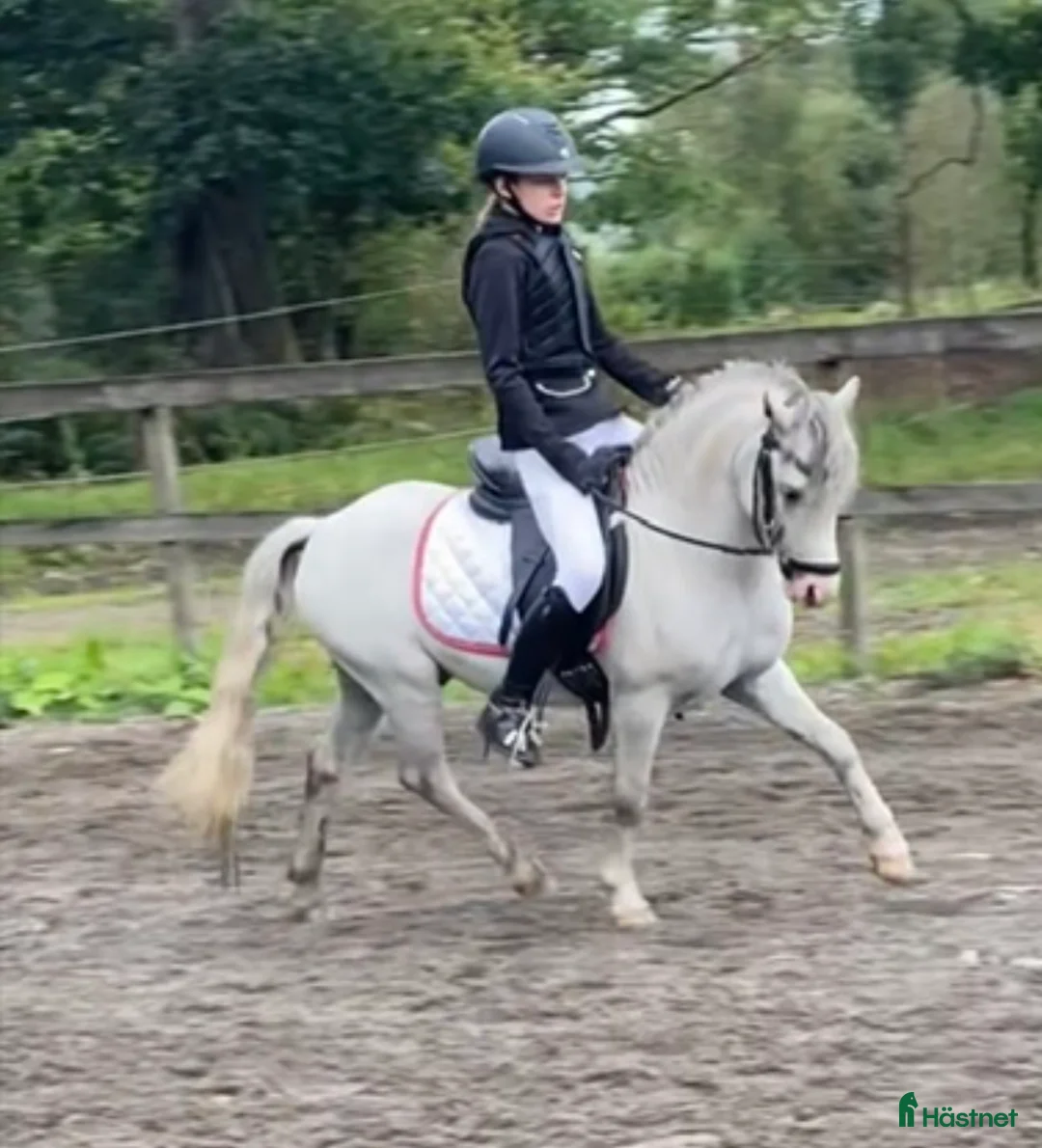  avel finnes: Welsh mountainhingstar  i Limmared - Annons 2