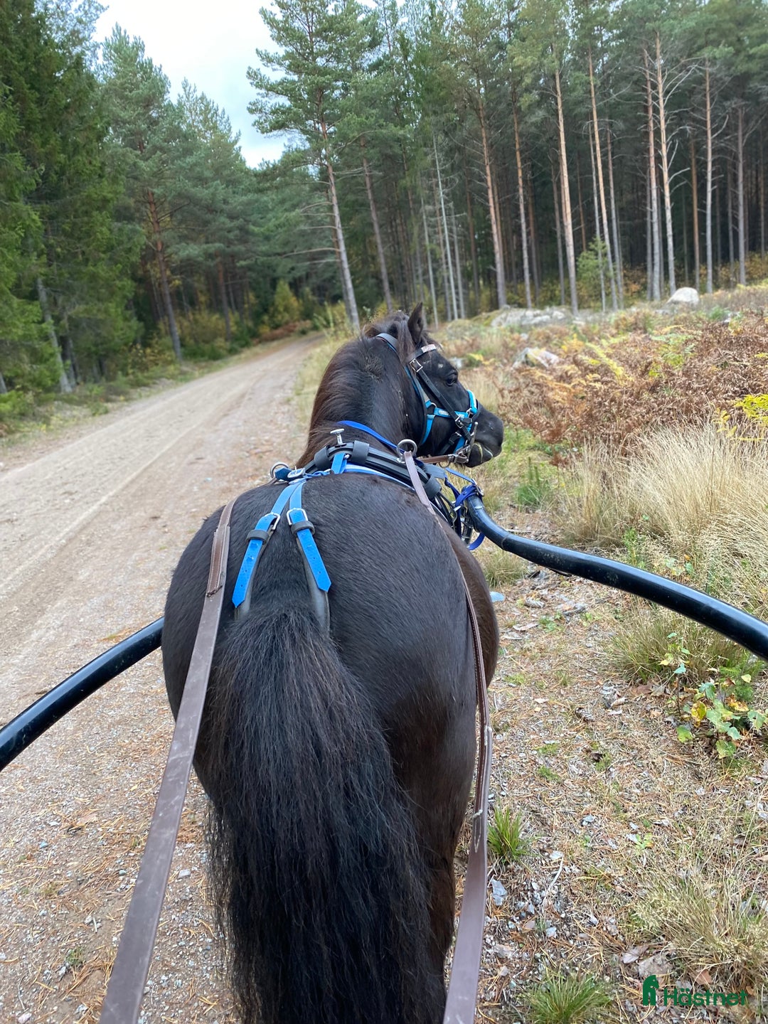 Trav hästar till salu: Läromästare  i Nybro - Annons 1