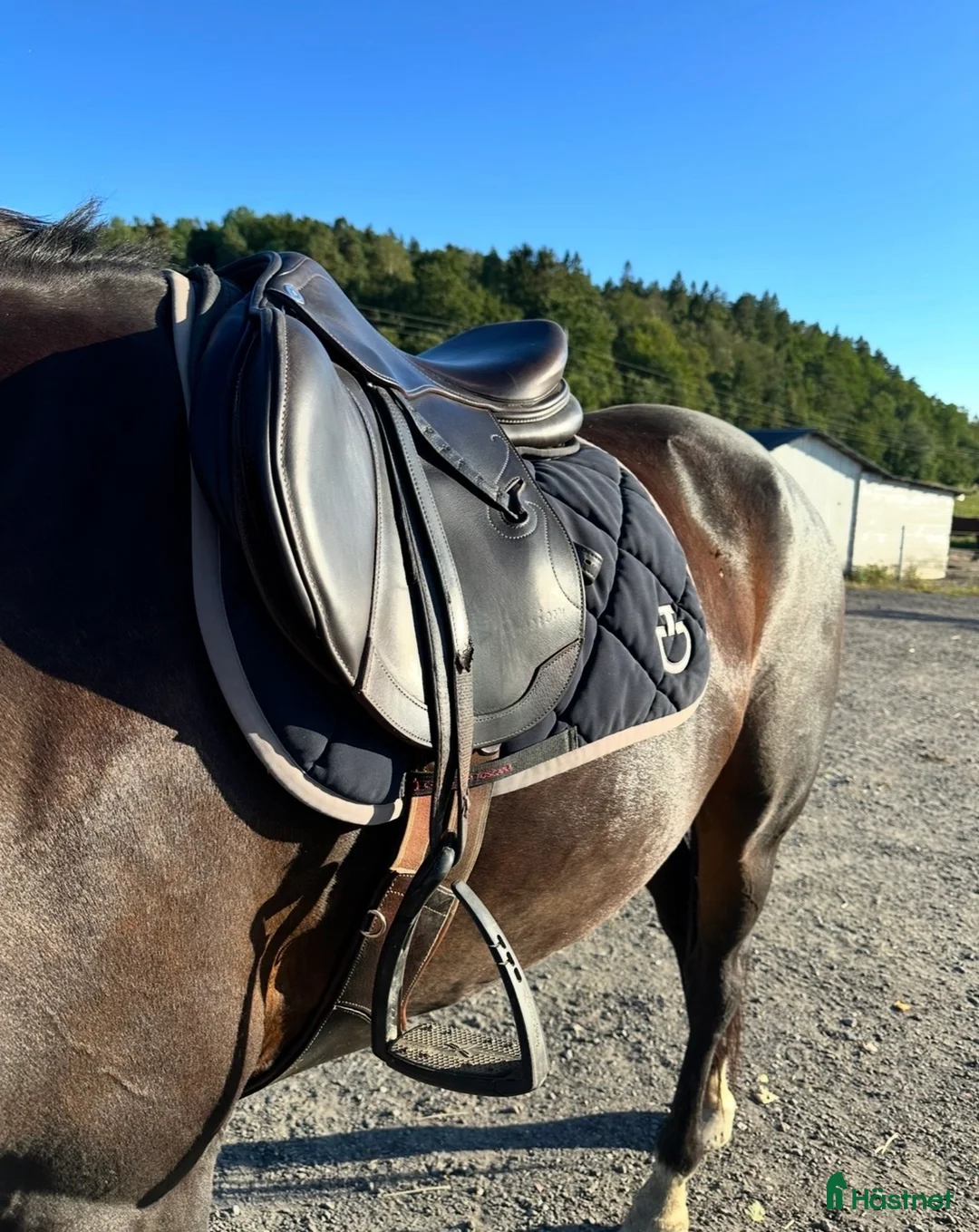 Schabrak & Vojlockar hästutrustning till salu: CT schabrak - Annons 1