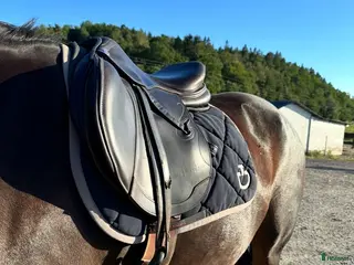 Schabrak & Vojlockar hästutrustning CT schabrak - Annons 7