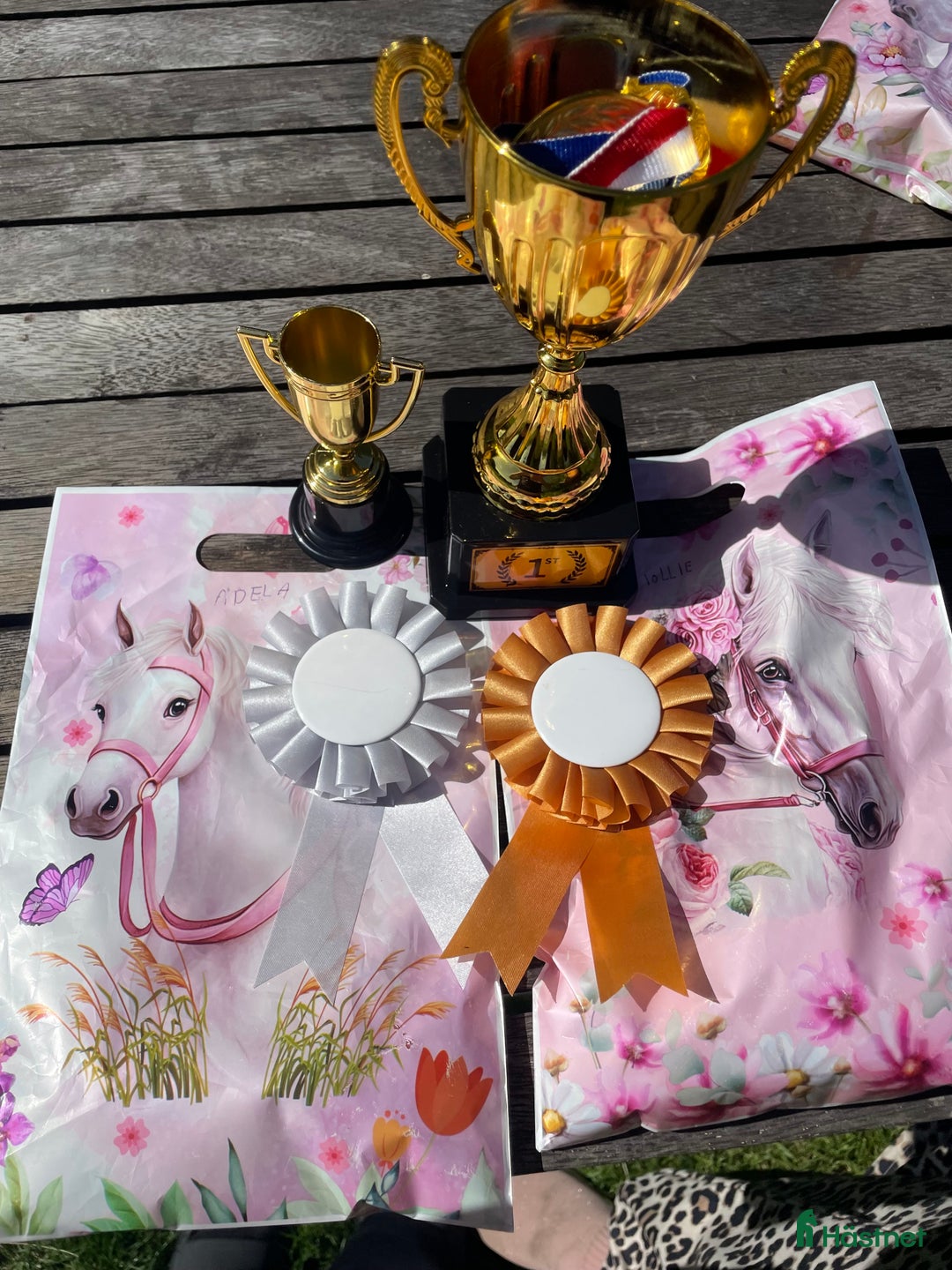 Galopp hästar till salu: Hästar i Ängelholm - Annons 1