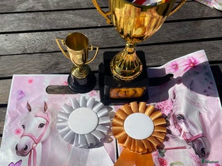 hästar Hästar i Ängelholm - Annons 4