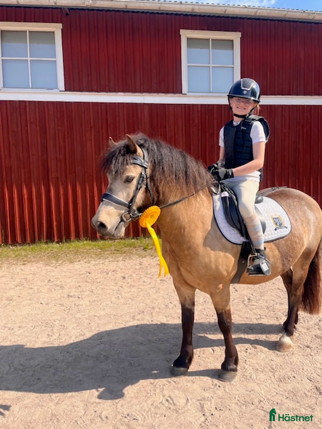 Allround hästar till salu: Pigg valack Russ/Welsh i Ljungby - Annons 3