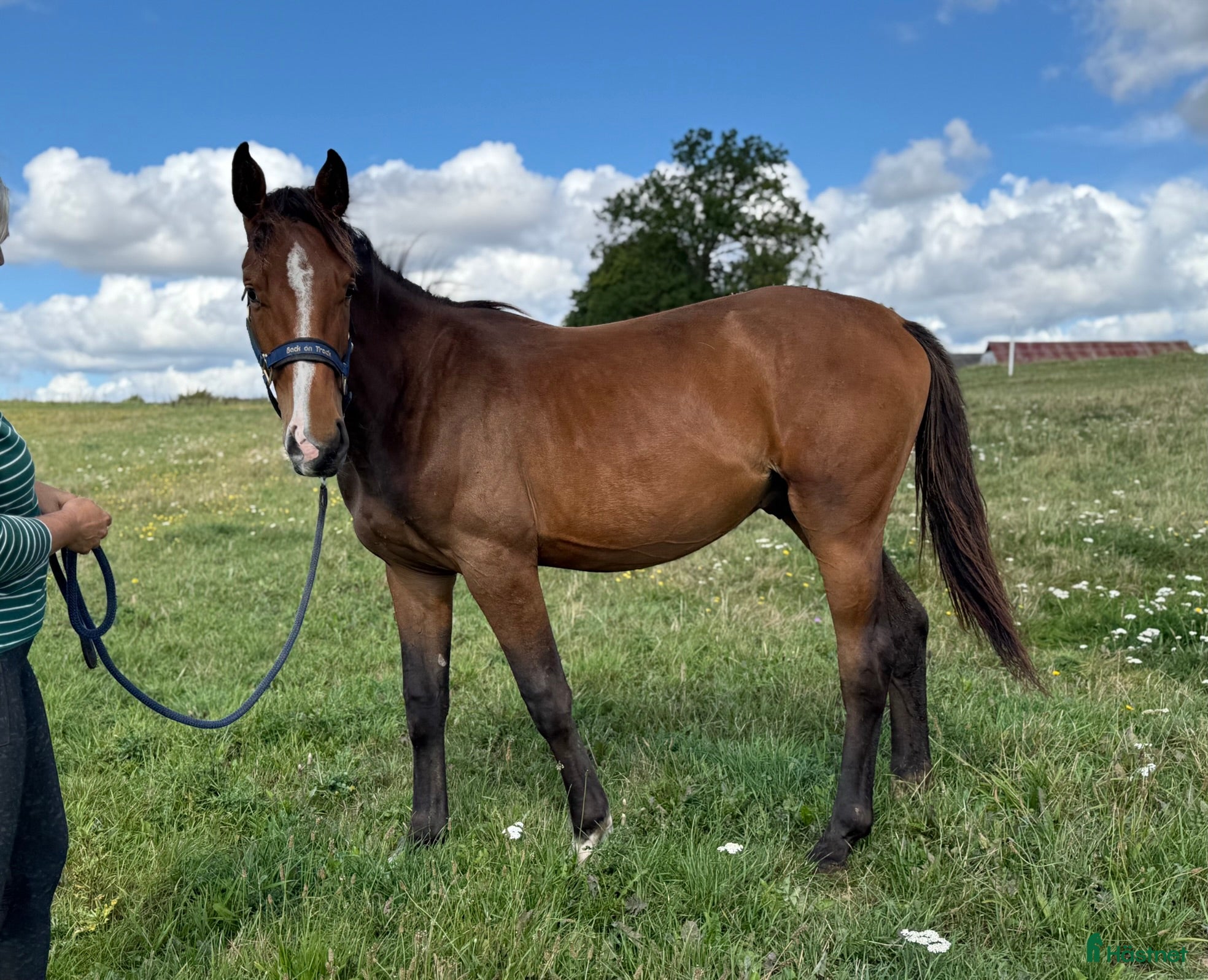  hästar Snäll unghäst med riktigt bra hoppstam - Annons 2