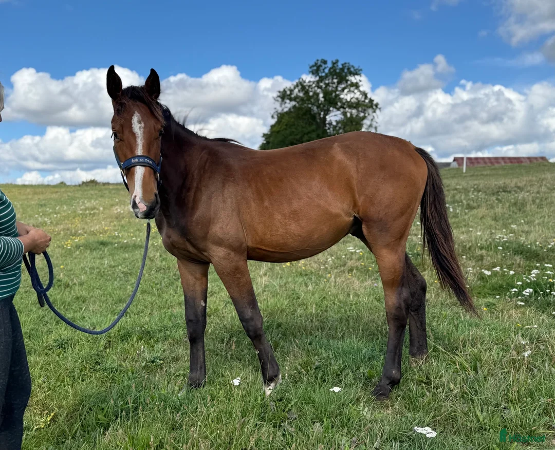 Hoppning hästar till salu: Snäll unghäst med riktigt bra hoppstam - Annons 2