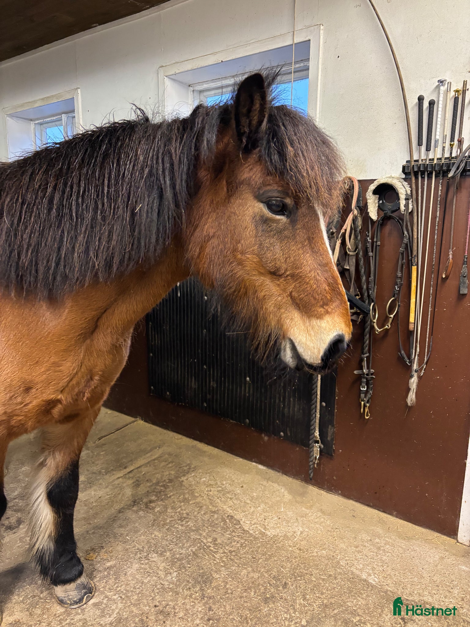  hästar Islandshäst söker ny bästa vän  - Annons 1