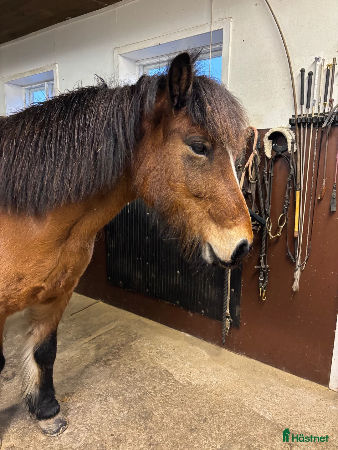 Island hästar till salu: Islandshäst söker ny bästa vän  i Vänersborg - Annons 1