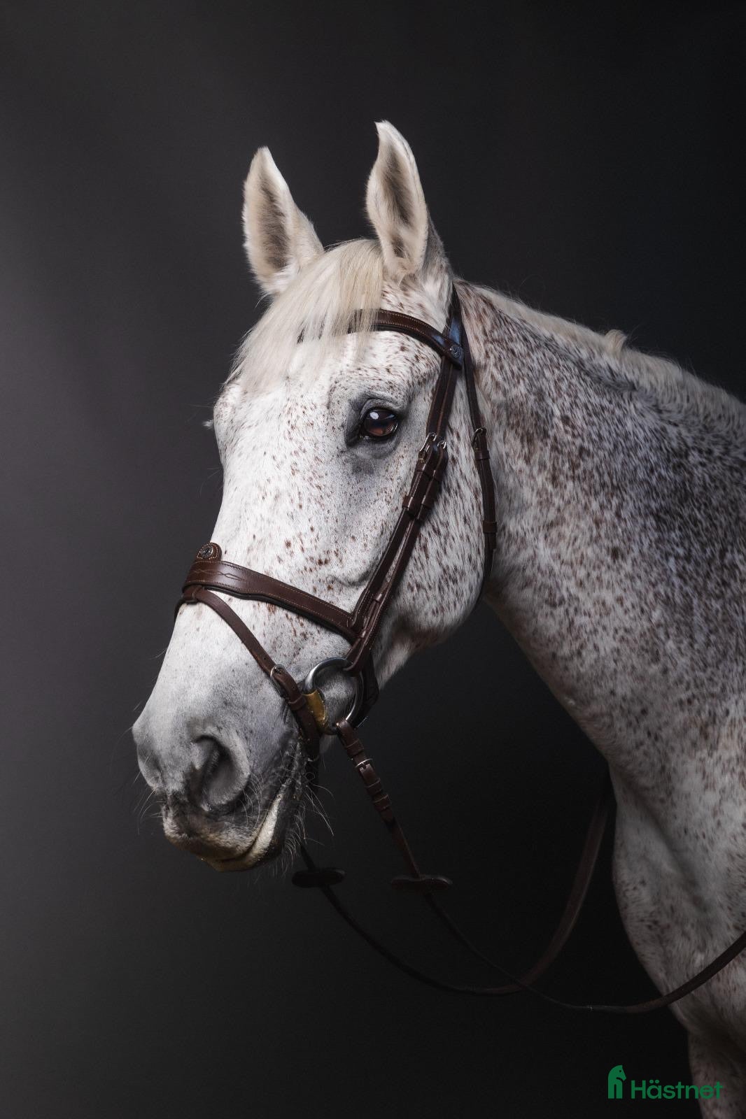  hästar Trevlig Hobby / Tävlingshäst - Annons 2