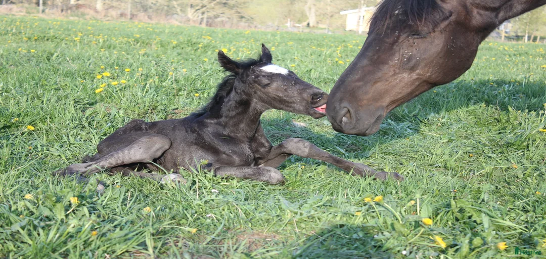 Galleribild {{count}}