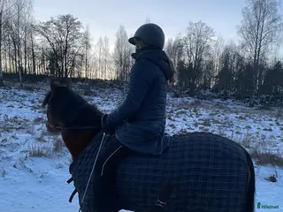 hästar Ansvarstagande medryttare finnes! i Linköping - Annons 2