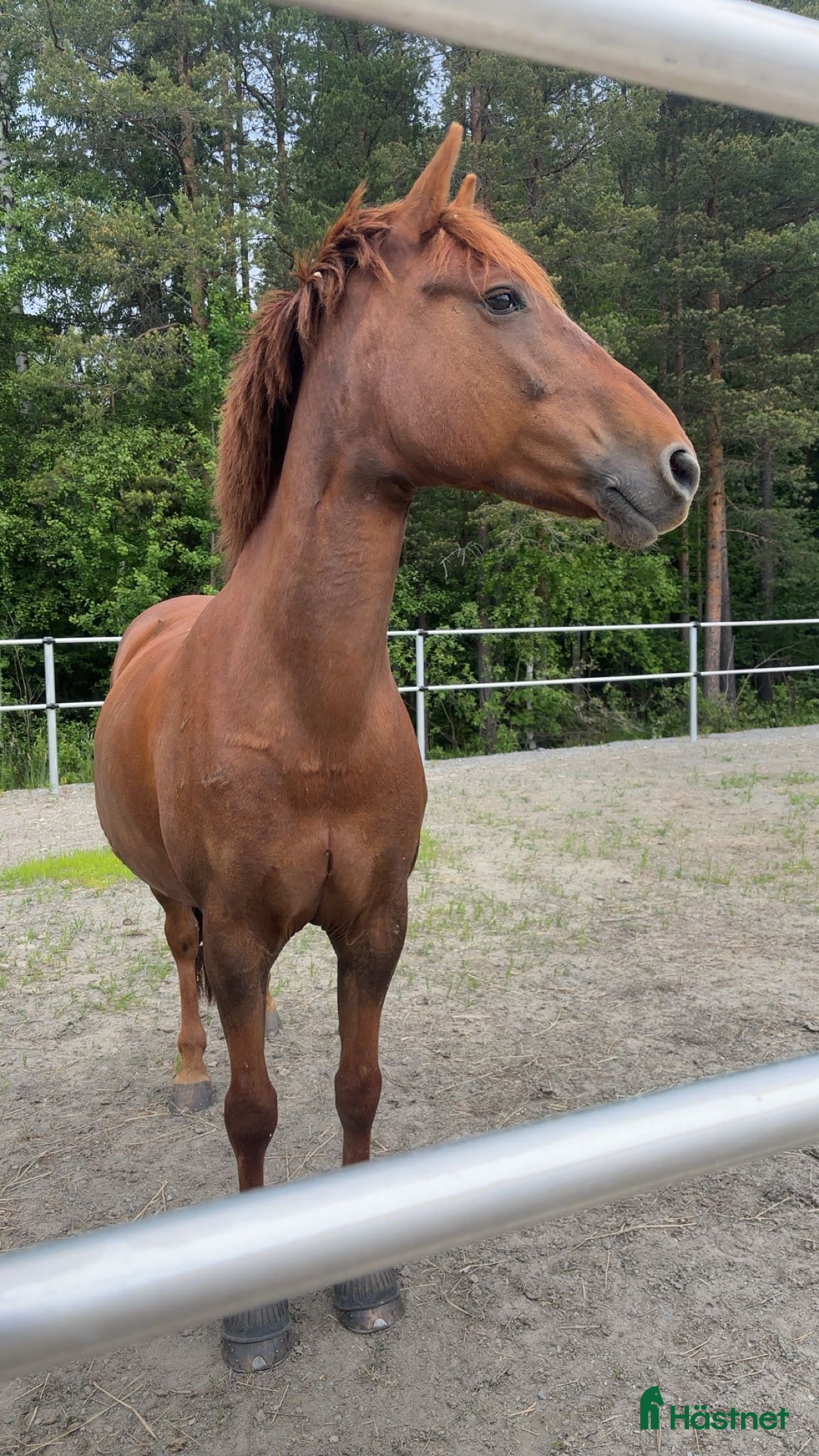 hästar Maxad C-ponny bortskänkes i Skellefteå - Annons 1