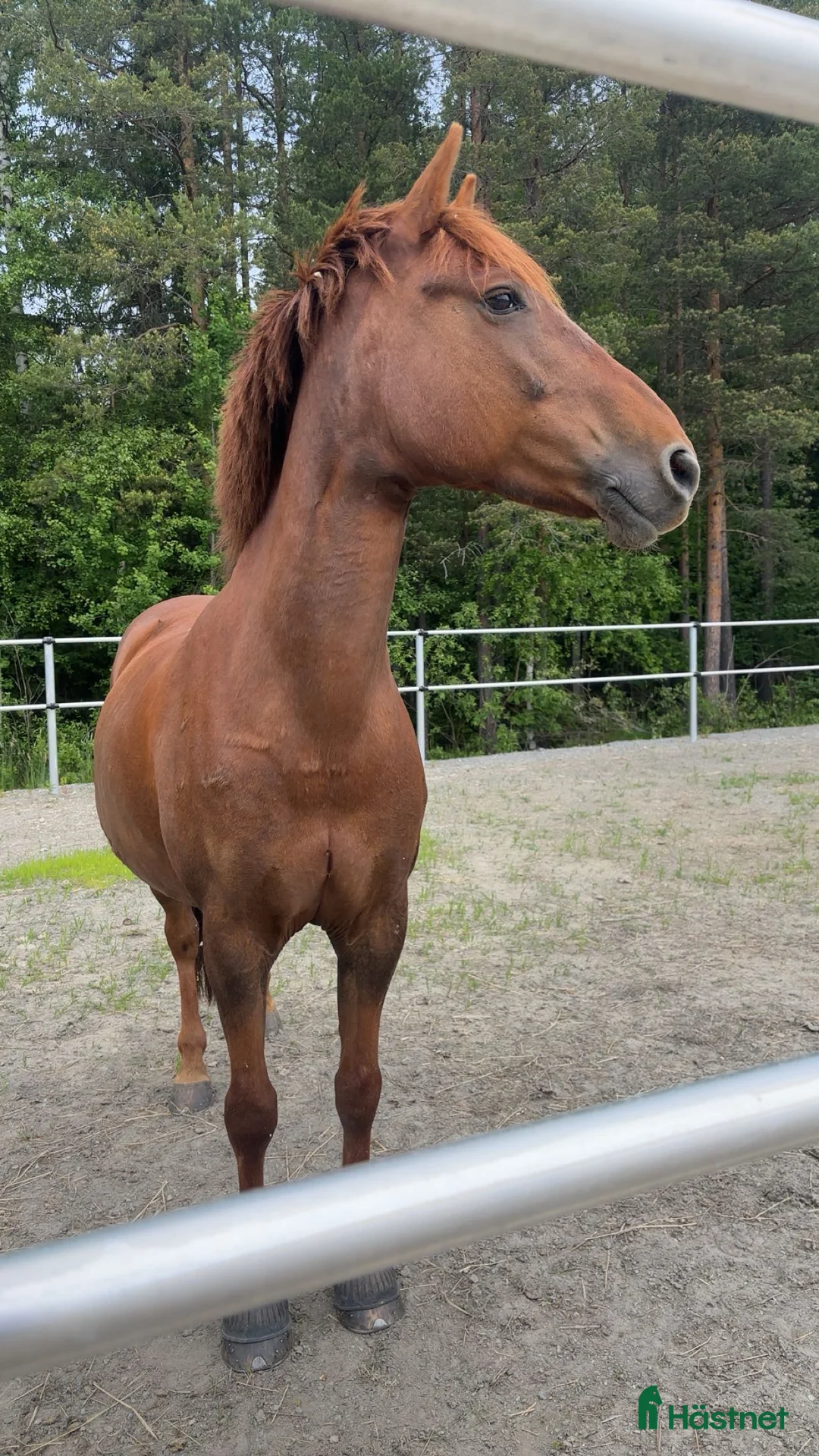 Sällskap hästar till salu: Maxad C-ponny bortskänkes i Skellefteå - Annons 1