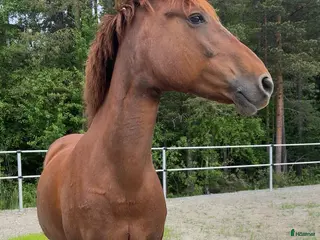 hästar Maxad C-ponny bortskänkes i Skellefteå - Annons 3