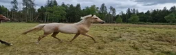 Allround hästar till salu: Snyggt isabellsto - Annons 3