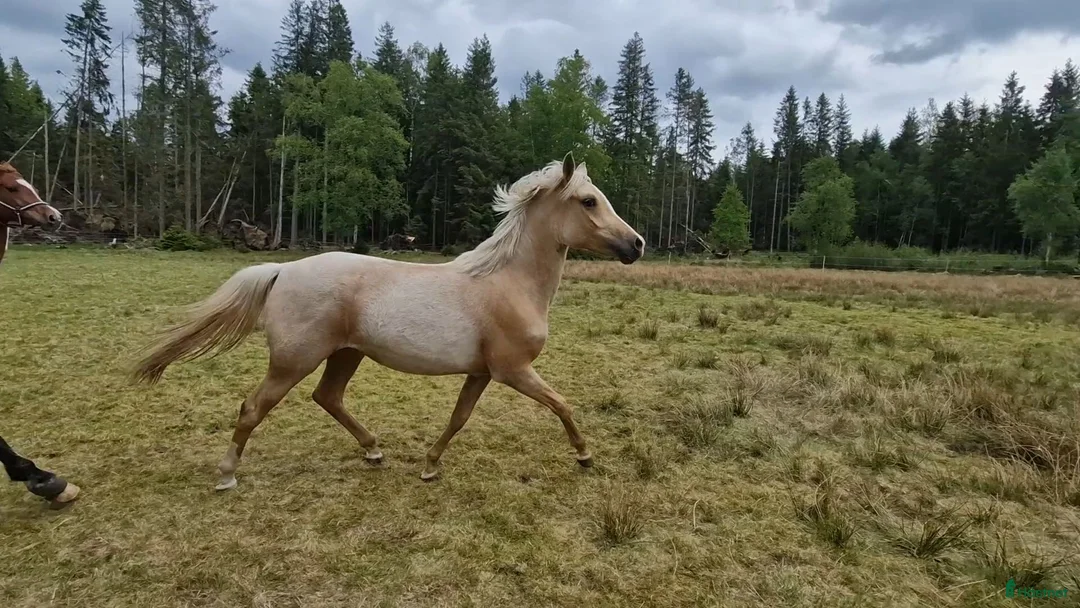 Allround hästar till salu: Snyggt isabellsto - Annons 3