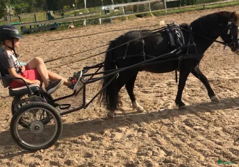 Körsulkys körning till salu: Ponnyrockard inkl.allt - Annons 2