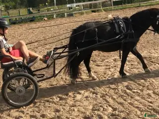 Körsulkys körning till salu: Ponnyrockard inkl.allt - Annons 2