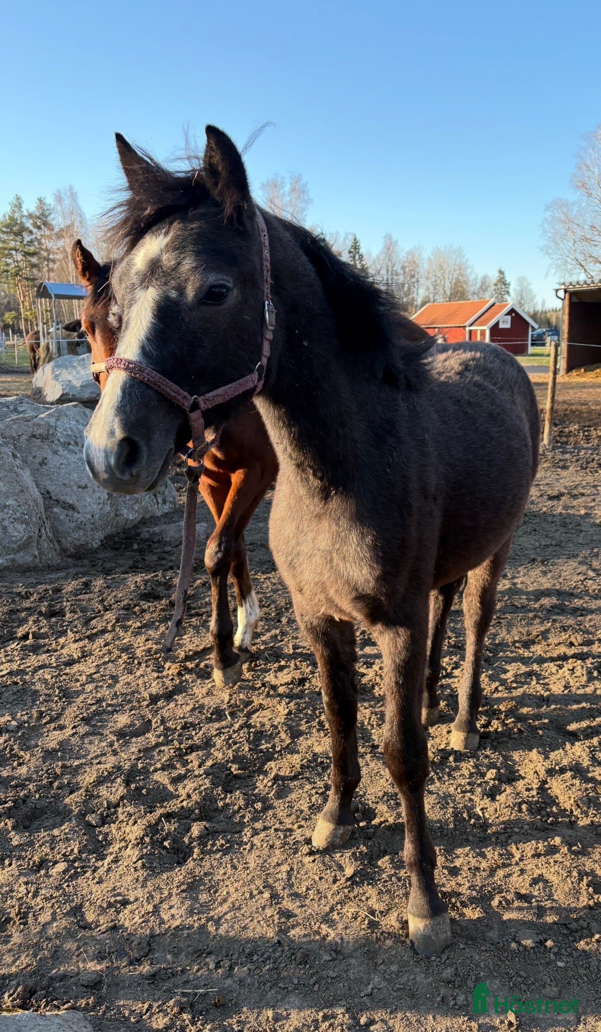  hästar Ettårigt connemarasto - Annons 1