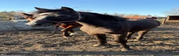Hoppning hästar till salu: Ettårigt connemarasto - Annons 1