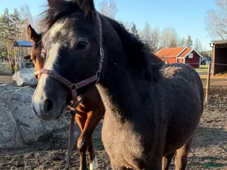 Hoppning hästar till salu: Ettårigt connemarasto - Annons 1
